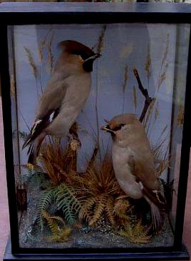 Waxwings (Saunders).jpg